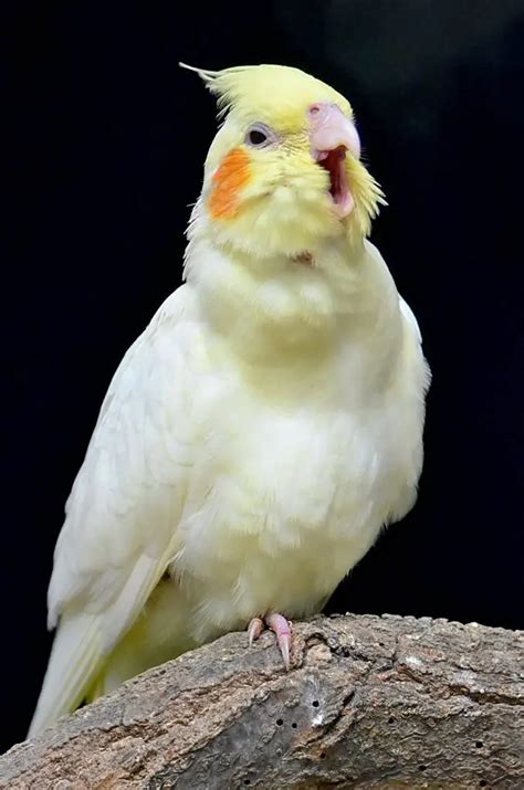 why do cockatiels hiss|what does it mean when my cockatiel jumps and yells.